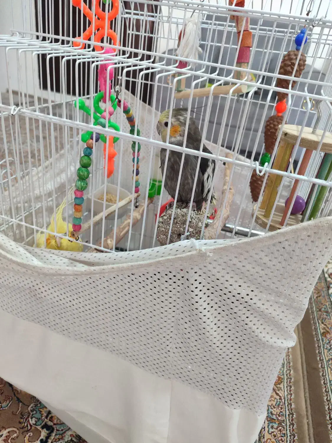 ۲تا عروس هلندی هستند با وسایل بازی ولانه|پرنده|پرند, فاز ۵|دیوار