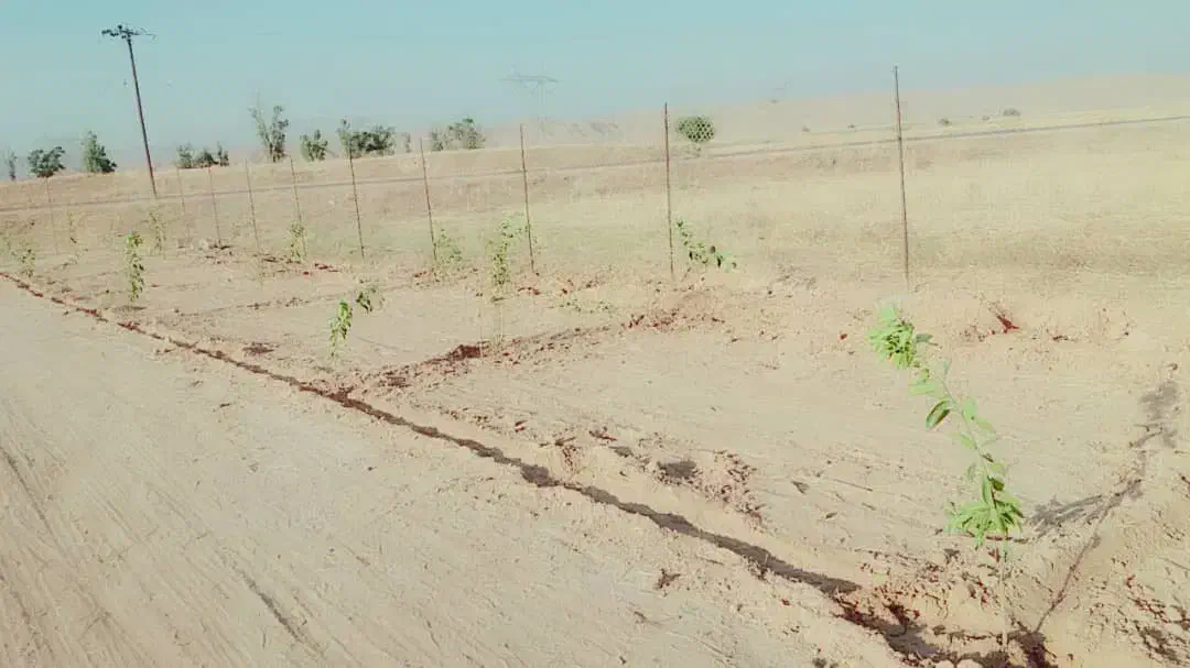 ۲۲هکتار زمین کشاورزی معاوضه خودرو|فروش دفتر صنعتی، کشاورزی، تجاری|خلیل آباد, |دیوار