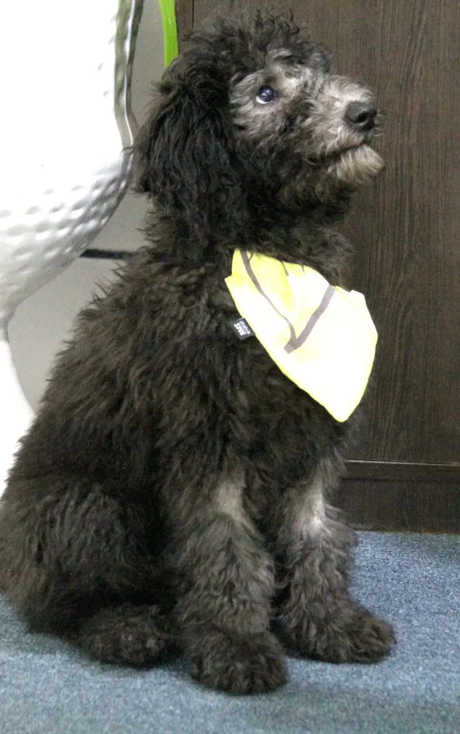 سگ پودل|سگ|شیراز, پودنک|دیوار