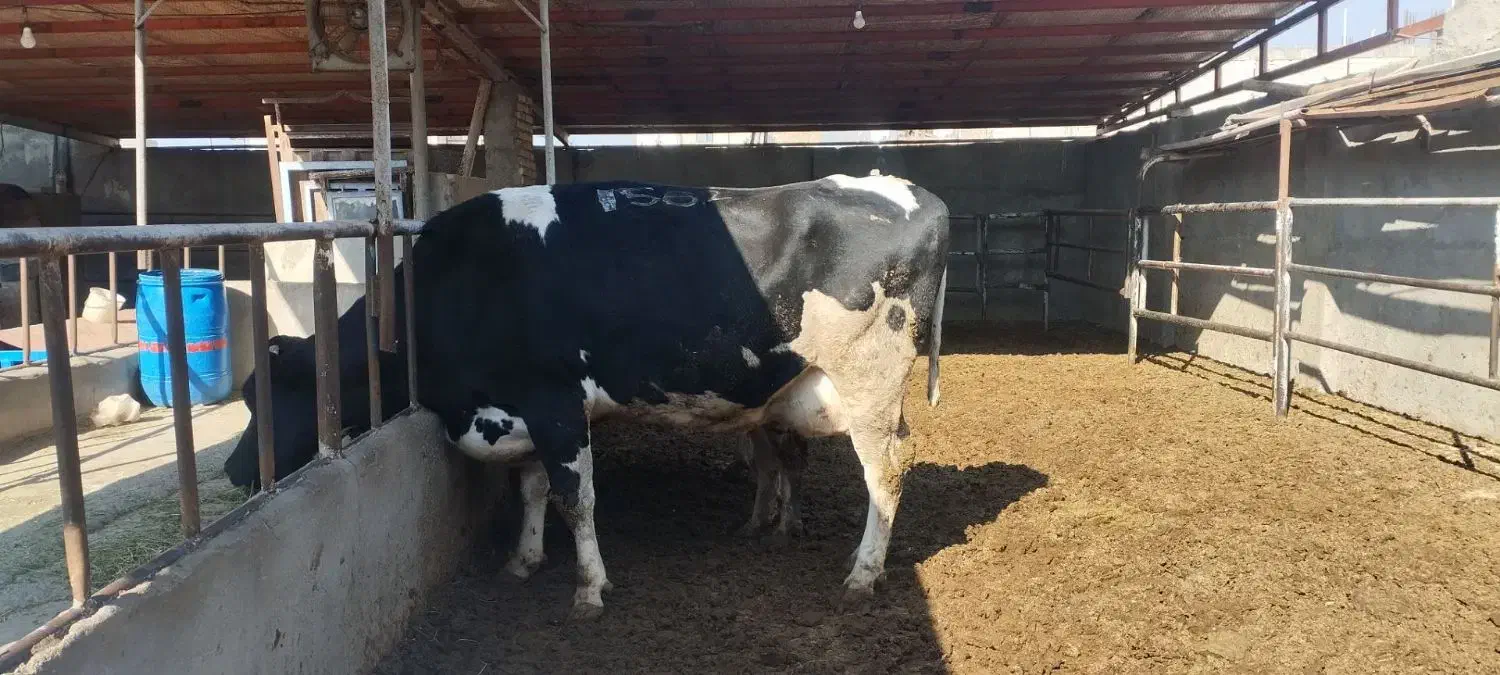 گاو چاق گوشتی درجه یک|حیوانات مزرعه|وحیدیه, |دیوار