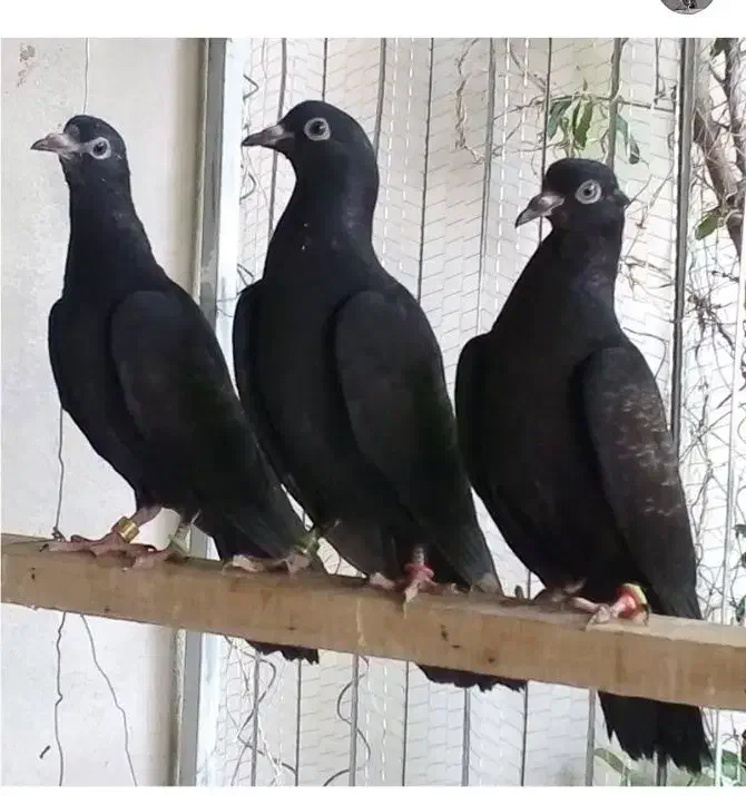 کبوتر سیاه رستاخیز تیپلر خارجی انگلیسی پاکستانی|پرنده|تهران, شهرک امام خمینی|دیوار