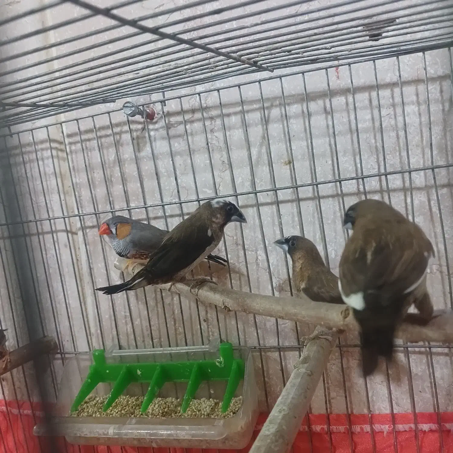 فنچ بنگالی و زبرا|پرنده|نسیمشهر, |دیوار