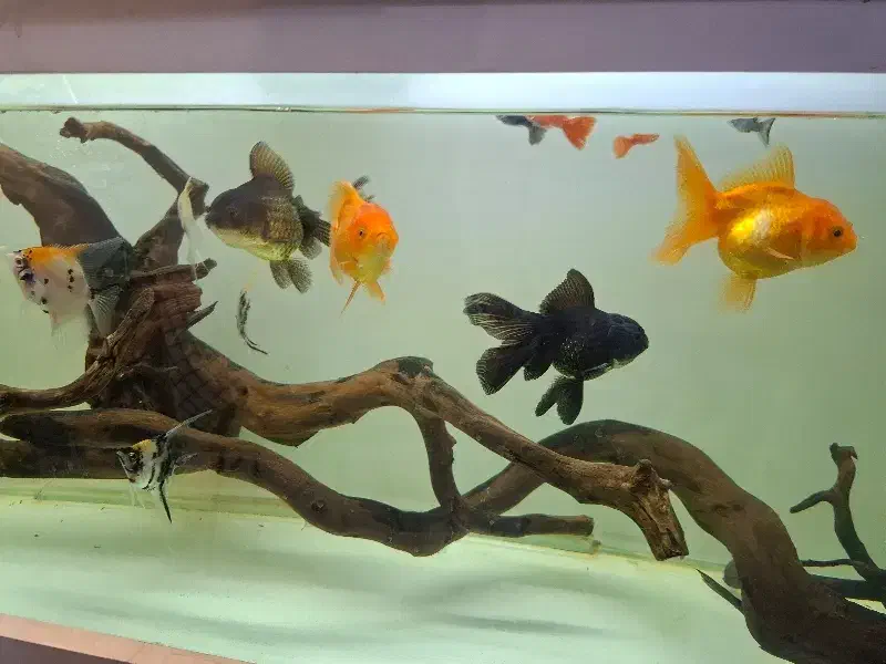 گلدفیش|ماهی|باسمنج, |دیوار