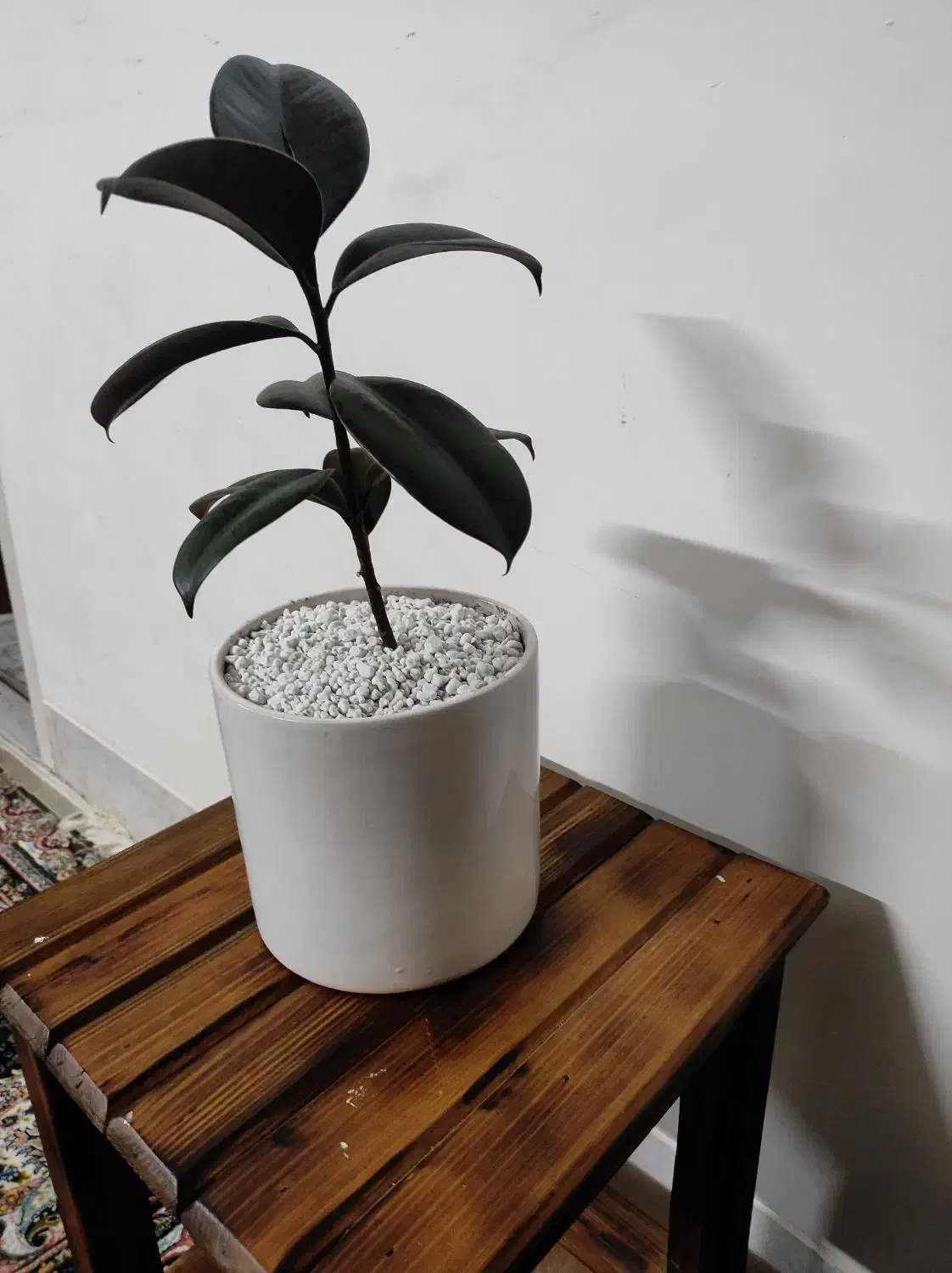 گل و گلدان مناسب هدیه|گل و گیاه طبیعی|یزد, |دیوار