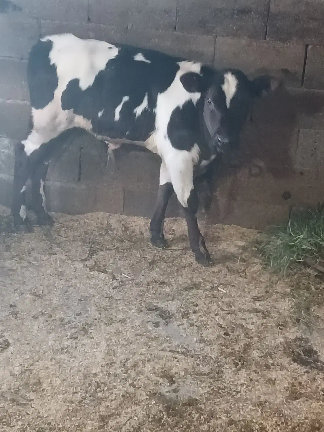 گاو هلشتاین وگوساله نر|حیوانات مزرعه|لولمان, |دیوار