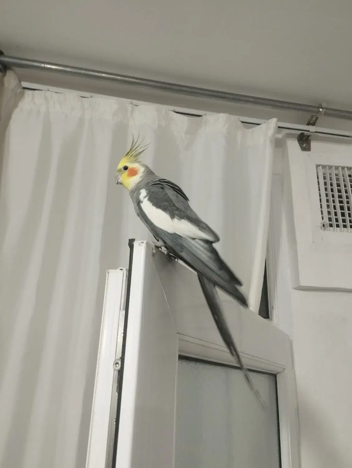 عروس هلندی|پرنده|ری, شهرک نظامی|دیوار