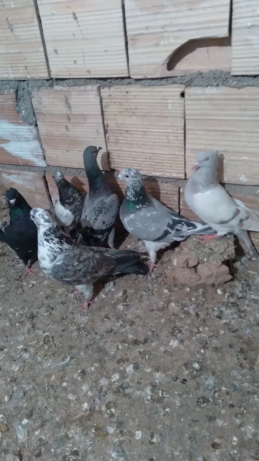 کبوترصید|پرنده|اسفراین, |دیوار