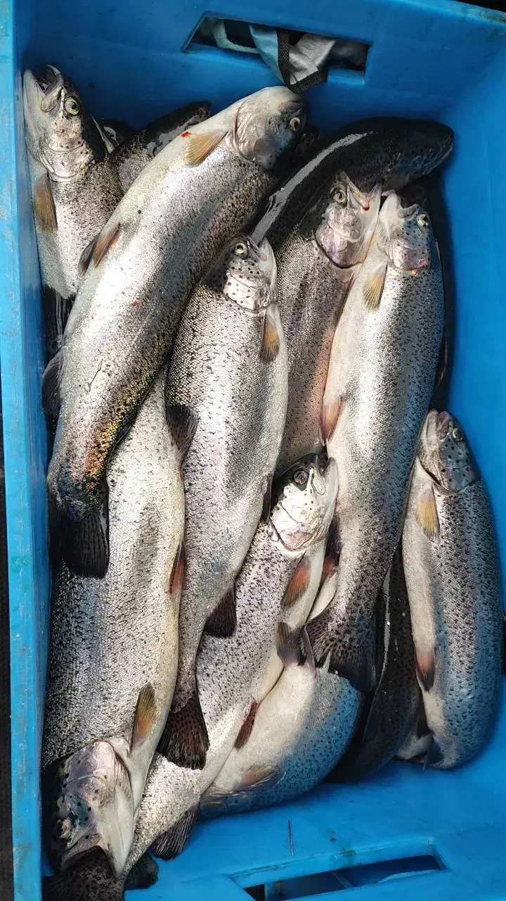 ماهی قزل آلا تازه|خوردنی و آشامیدنی|قم, زنبیل آباد|دیوار