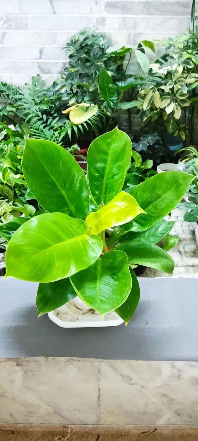 با گلهای زیبا طراوت را به خانه خود هدیه کن|گل و گیاه طبیعی|شاهین‌شهر, عطار|دیوار