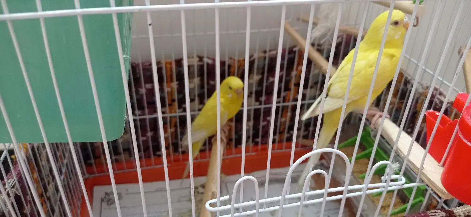 مرغ عشق لوتینو|پرنده|بندر امام خمینی, |دیوار