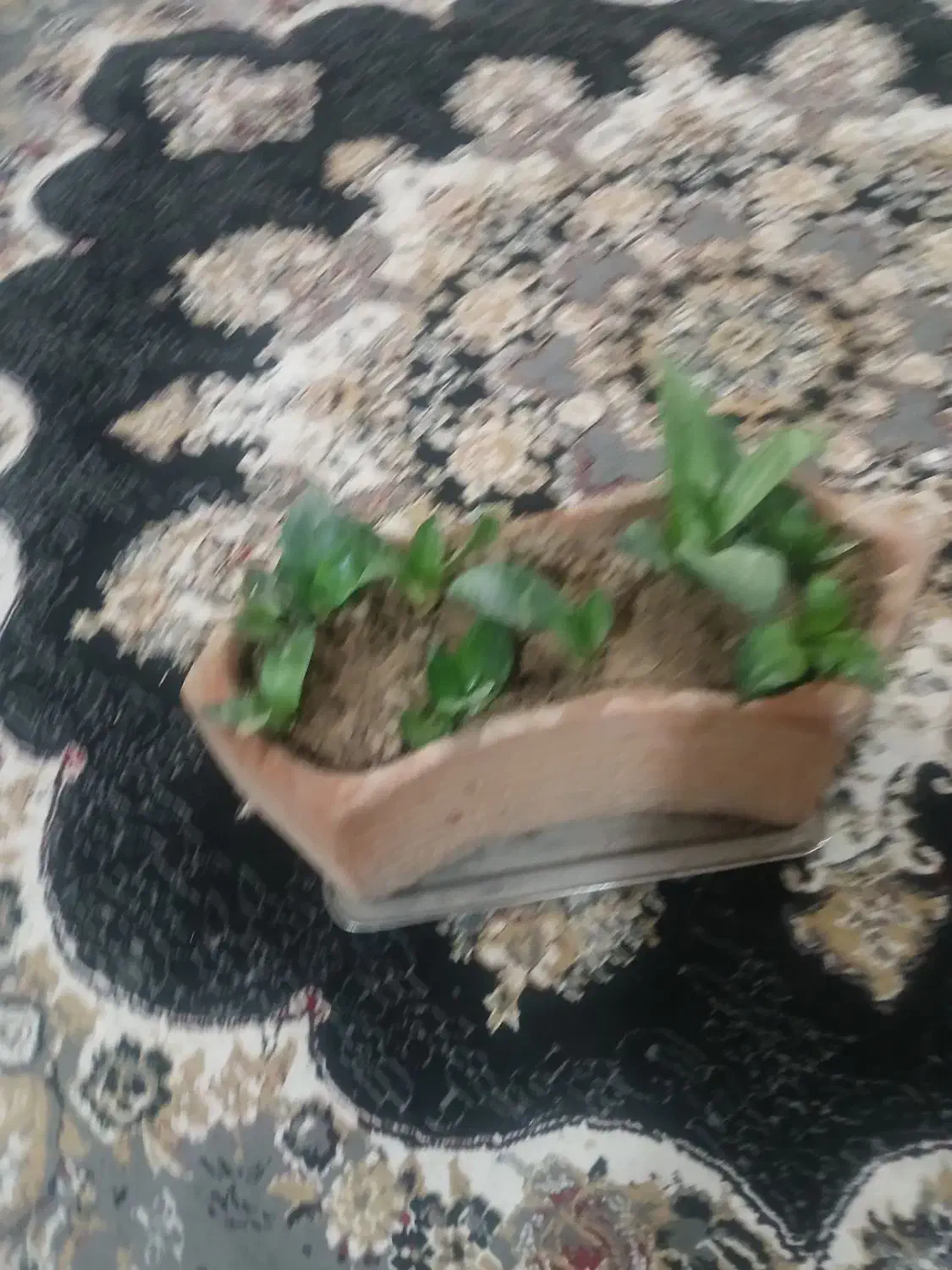 گل طبیعی آپارتمانی|گل و گیاه طبیعی|خمینیشهر, |دیوار