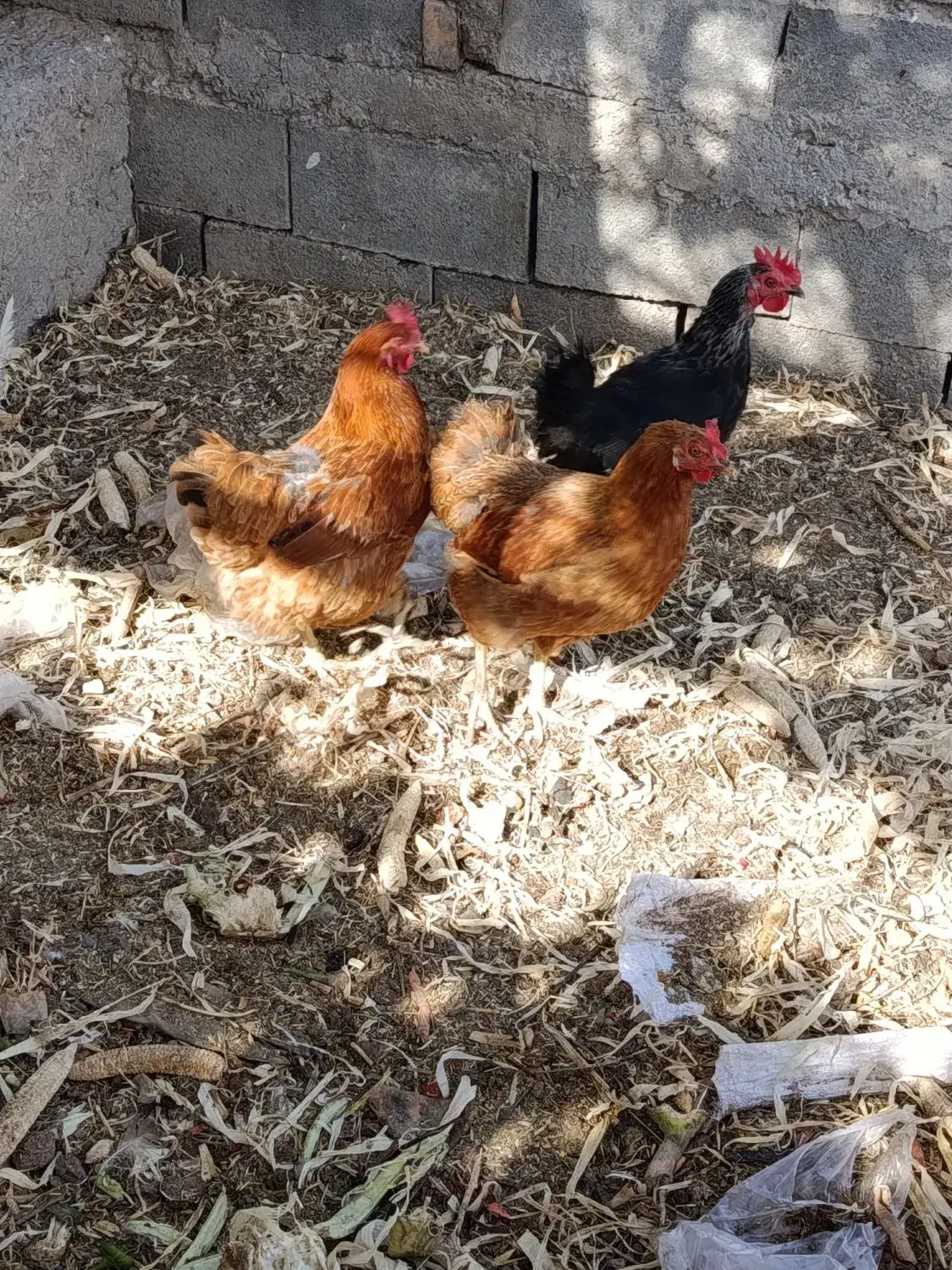 سه عدد مرغ|حیوانات مزرعه|شبستر, |دیوار