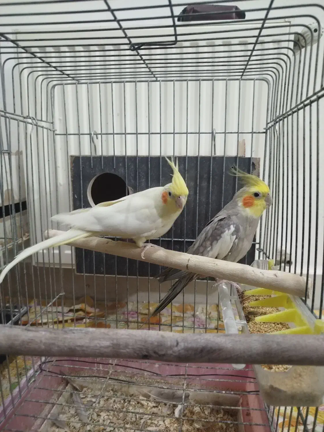 عروس هلندی|پرنده|قم, پردیسان|دیوار