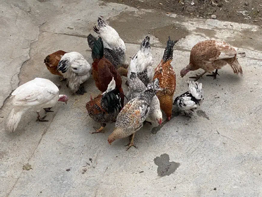 بوقلمون،برهما،مرغ و خروس محلی|حیوانات مزرعه|جلین, |دیوار