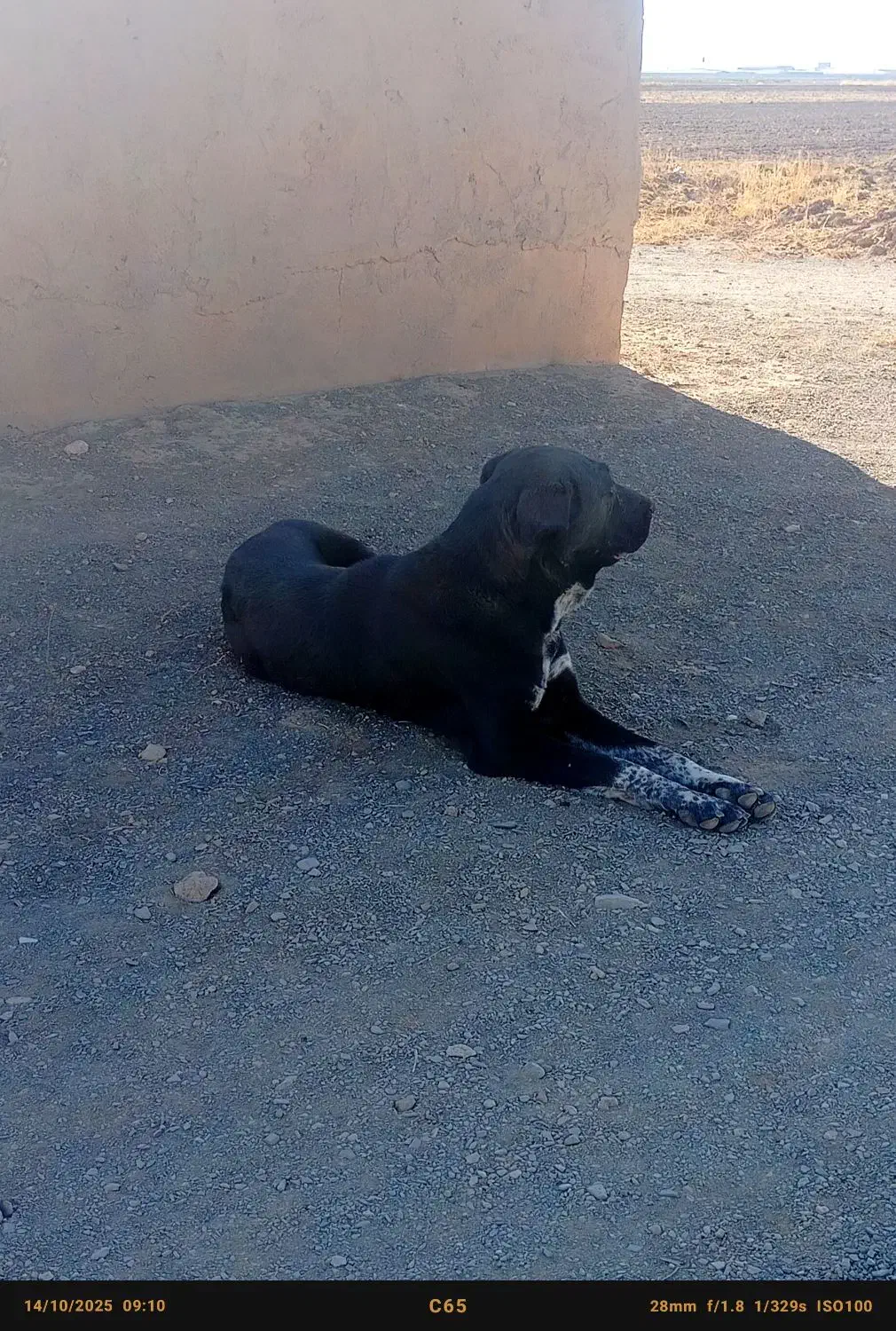 توله سگ ماده|سگ|همدان, |دیوار