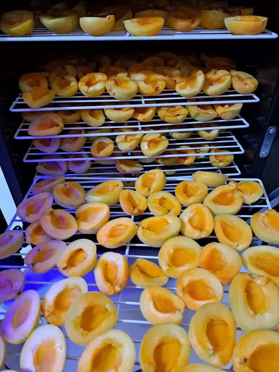 دستگاه میوه و سبزی خشک کن خانگی هوشمند تراشه پرداز|سایر لوازم برقی|مشهد, عیدگاه|دیوار