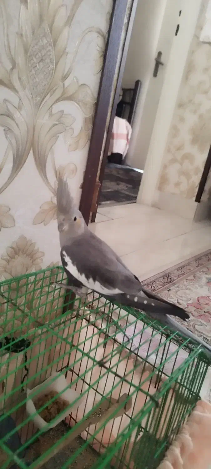 عروس هلندی،طوطی برزیلی،مرغ عشق|پرنده|کرج, ساسانی (قلمستان)|دیوار