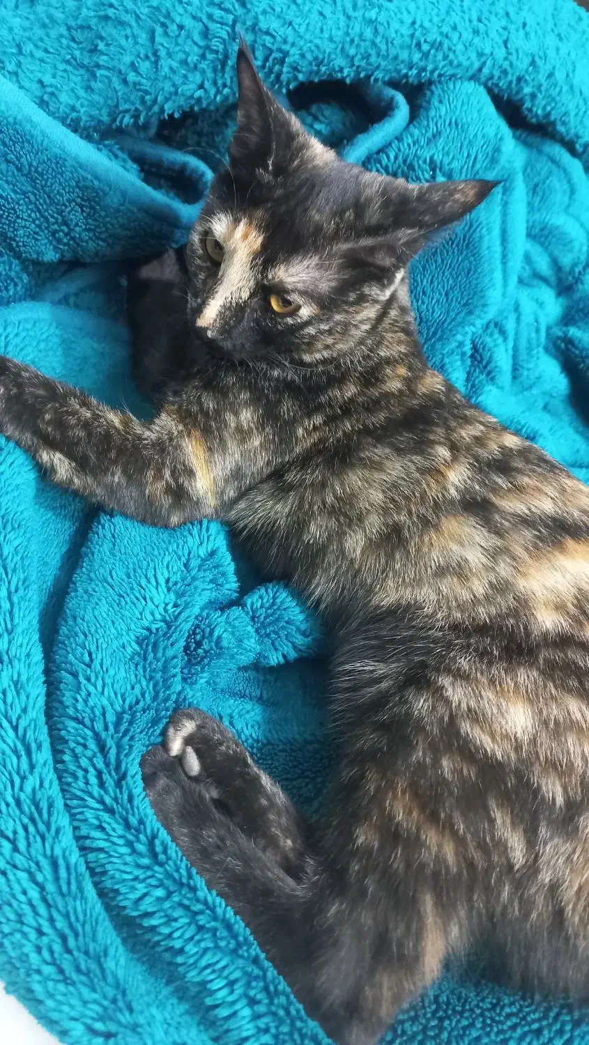 گربه مشکی|گربه|اسفراین, |دیوار