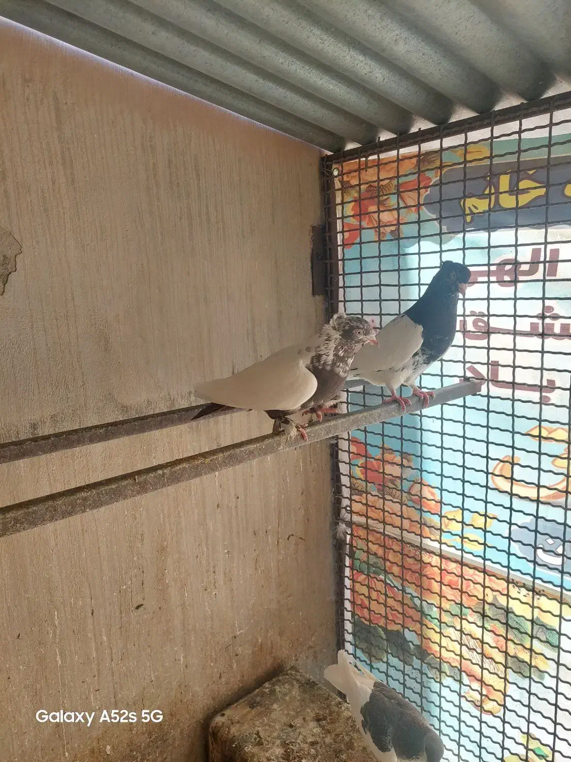 کبوتر|پرنده|قائن, |دیوار