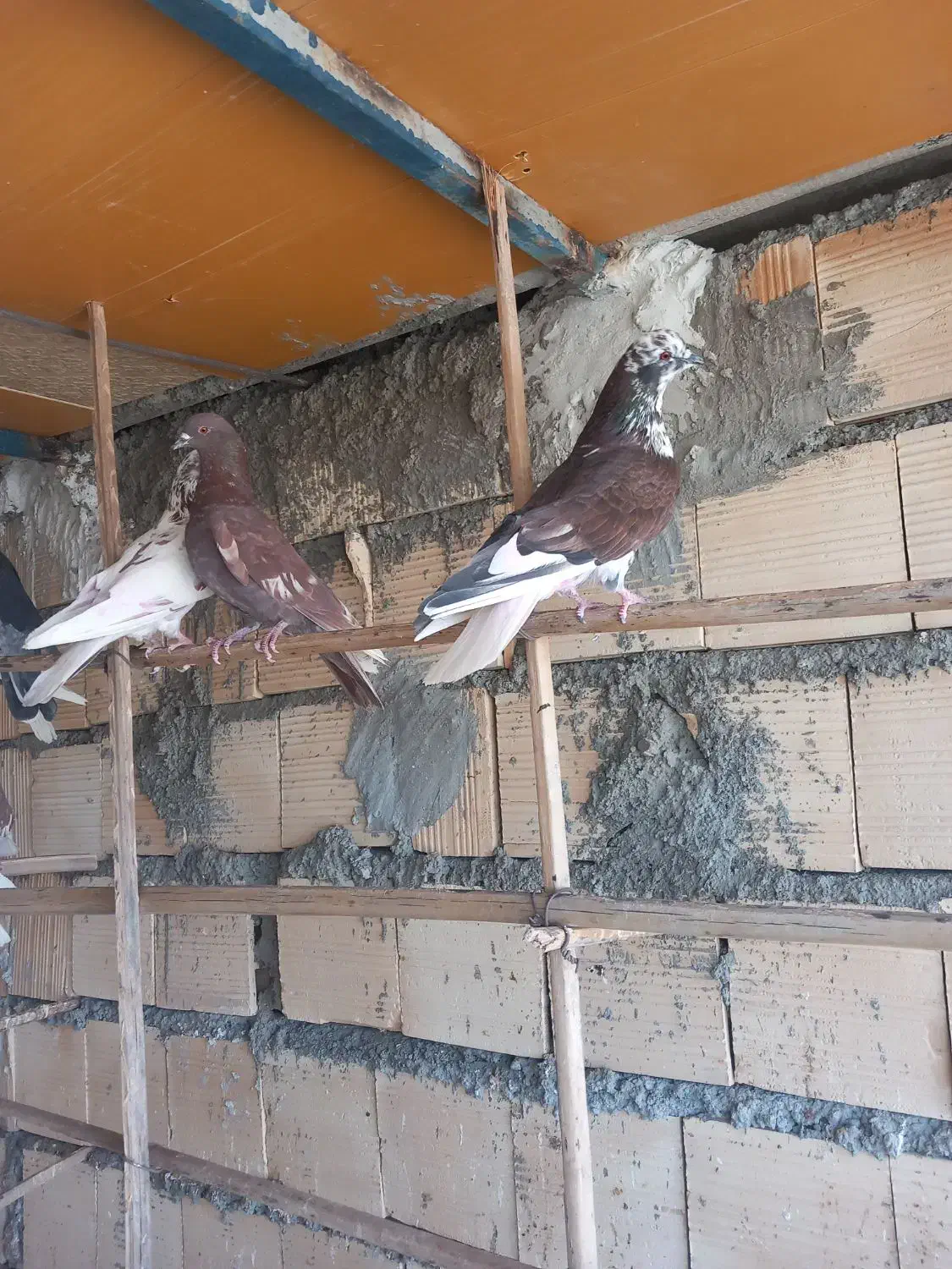 کبوتر چملگی وتکی چ ا ه س ت ا ن|پرنده|بندرعباس, |دیوار