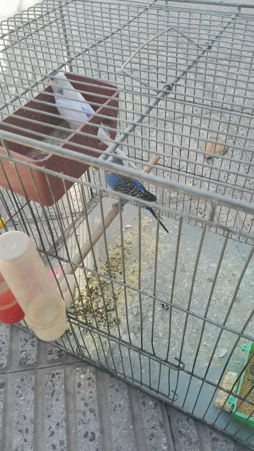 یک جفت مرغ عشق ویک عدد جوجه 8ماهه|پرنده|تهران, شمیراننو|دیوار