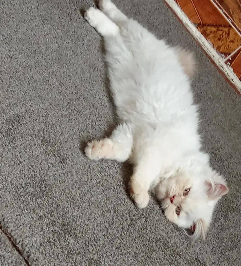 گربه پرشین|گربه|دزفول, |دیوار