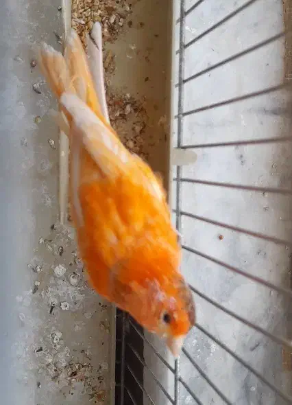 قناری نر|پرنده|فولادشهر, C5|دیوار