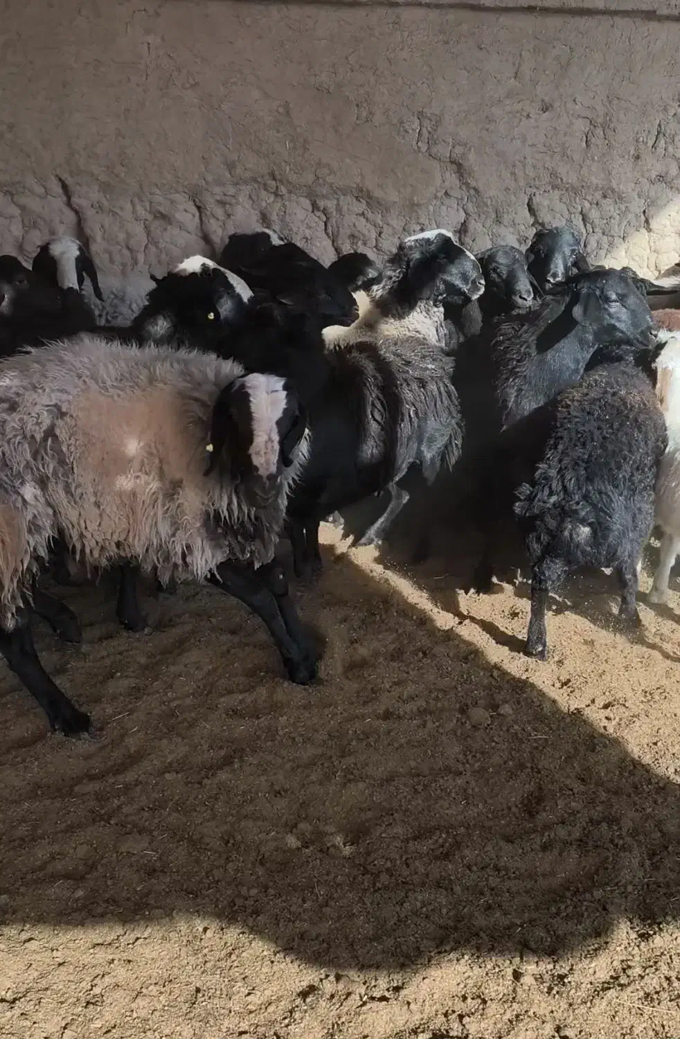 بره|حیوانات مزرعه|ابرکوه, |دیوار