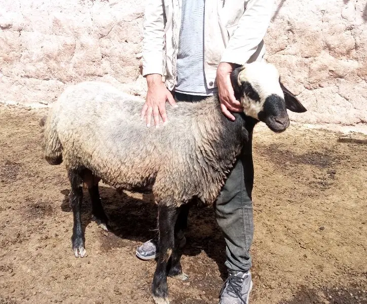 قوچ|حیوانات مزرعه|چناران, |دیوار