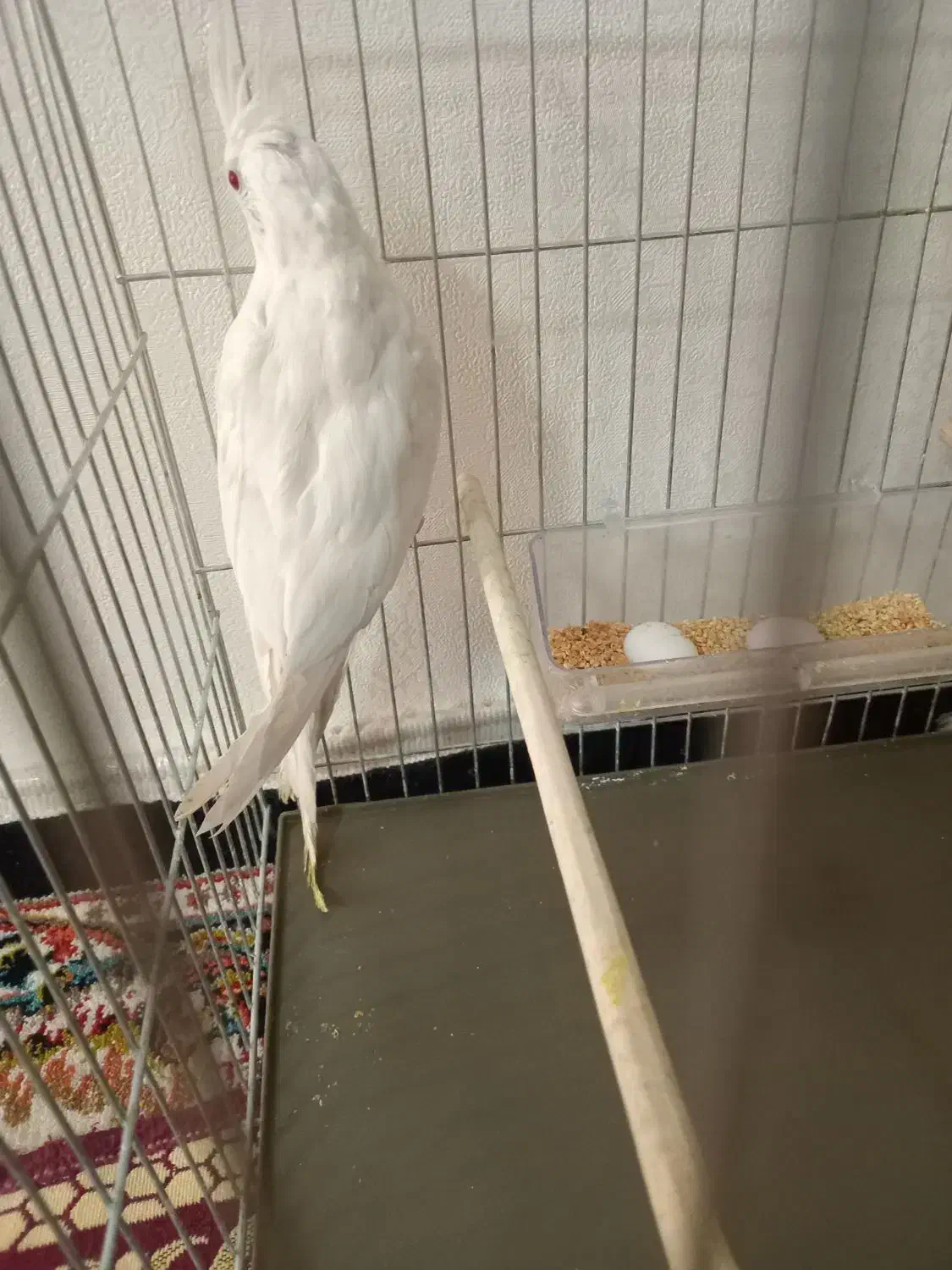 عروس هلندی ماده البینو|پرنده|اسلامشهر, مسکن مهر اسلاشهر (شهرک امام خمینی)|دیوار