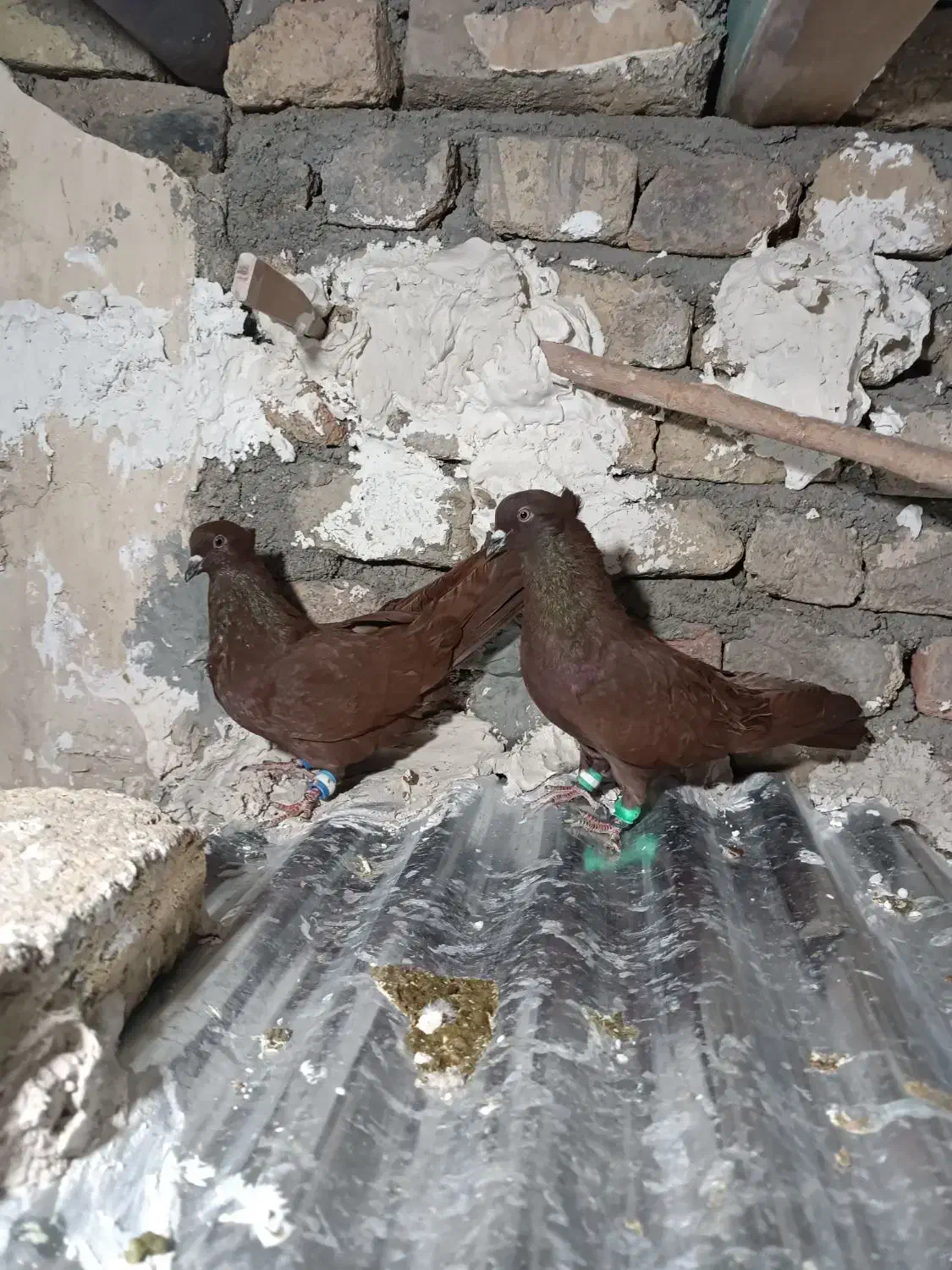 کفتر کبوتر|پرنده|بروجرد, |دیوار