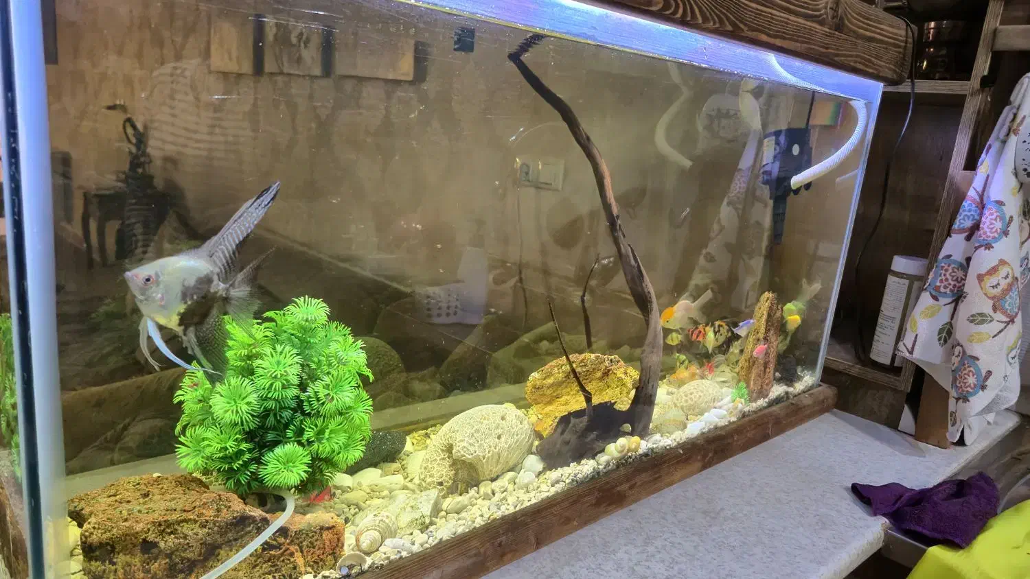 آکواریوم|ماهی|اصفهان, خانه اصفهان|دیوار