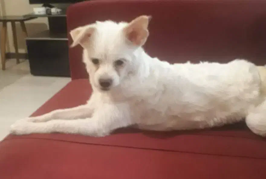 واگذاری سگ اشپیتز دوساله ماده|سگ|پرند, فاز ۴|دیوار