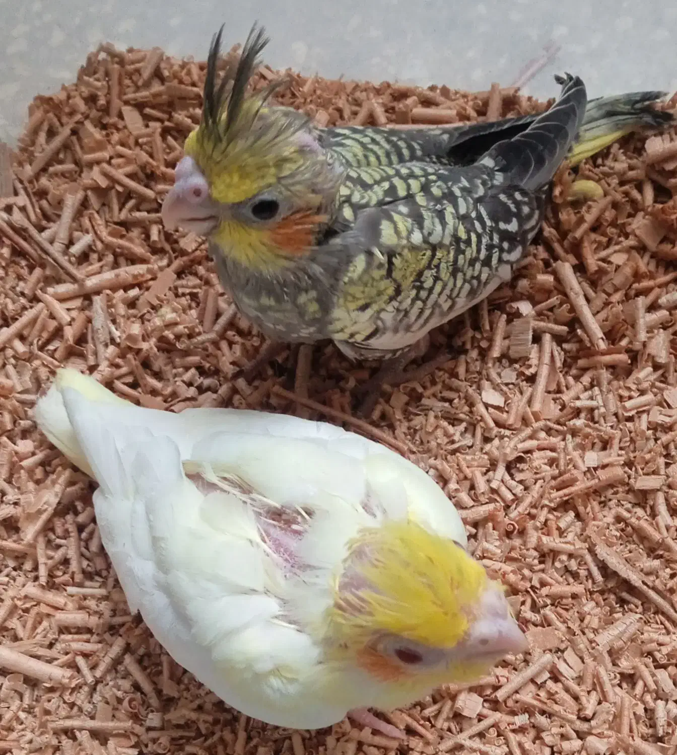 جوجه عروس  و کوتوله سرلاکی|پرنده|کاشان, باغ ماجد|دیوار