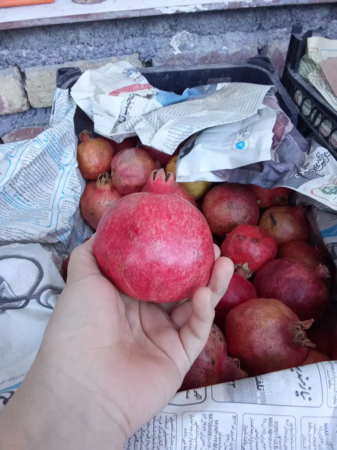 انار|خوردنی و آشامیدنی|کامیاران, |دیوار