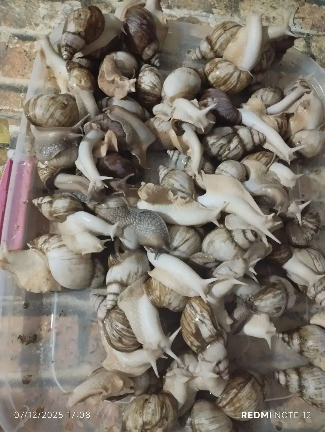 حلزون|خزنده|خرامه, |دیوار