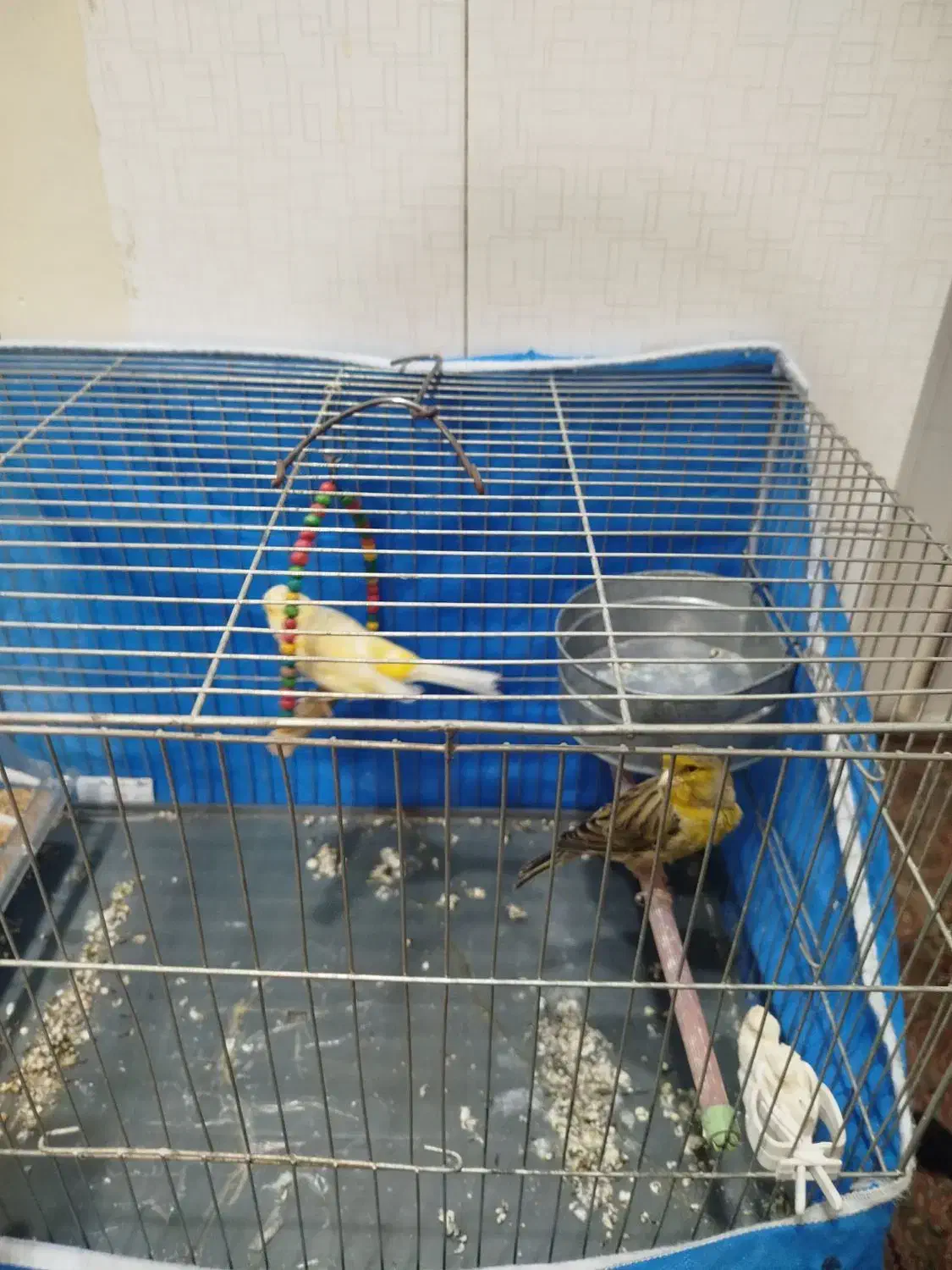 پرنده قناری|پرنده|چهاردانگه (تهران), |دیوار