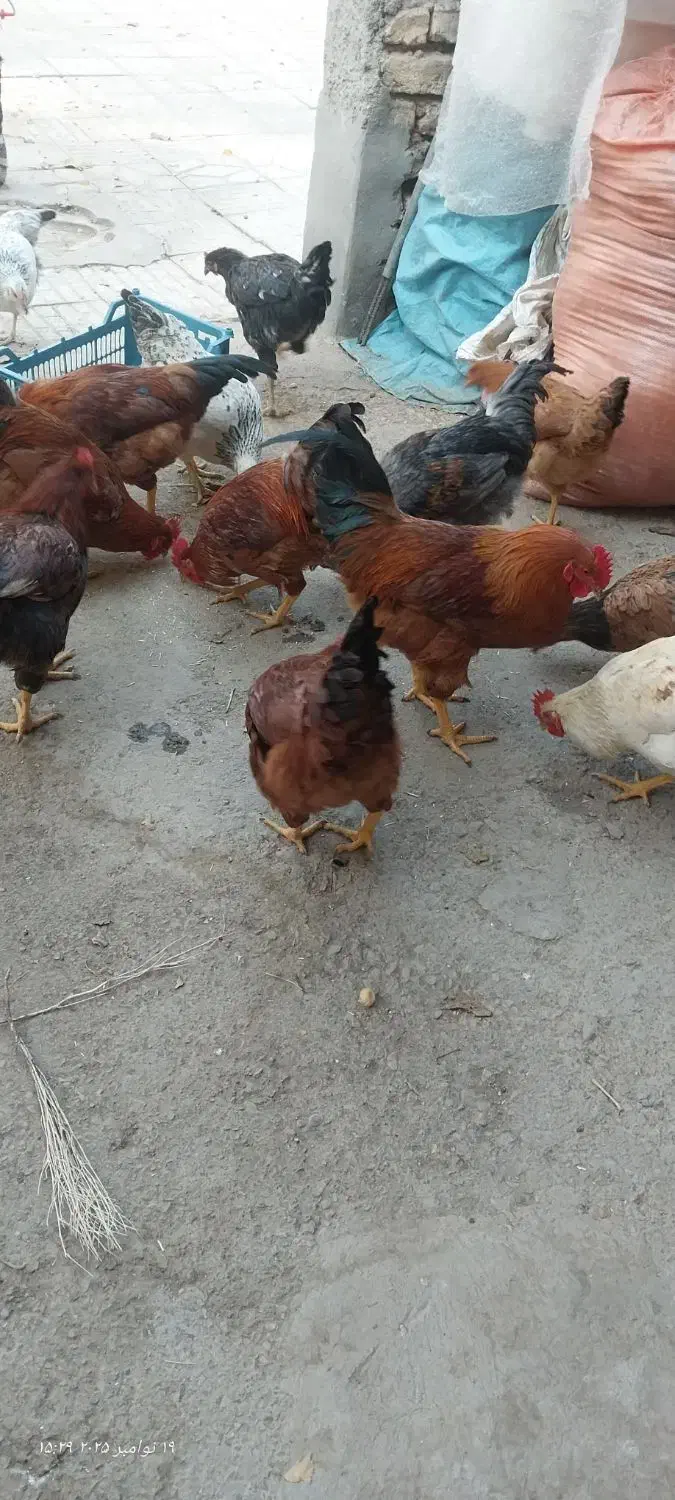 تعدادی مرغ و خروس بومی 8ماهه خریدم تخم گذار هستن|حیوانات مزرعه|نجف‌آباد, یزدانشهر|دیوار