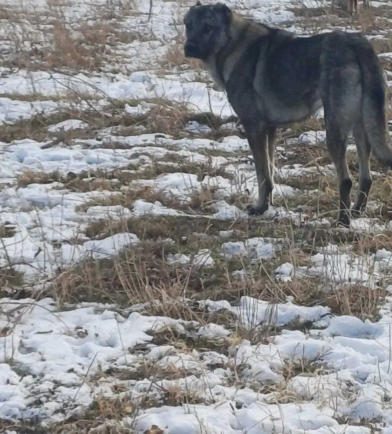 سگ سرابی ۱ساله|سگ|مشگین شهر, |دیوار