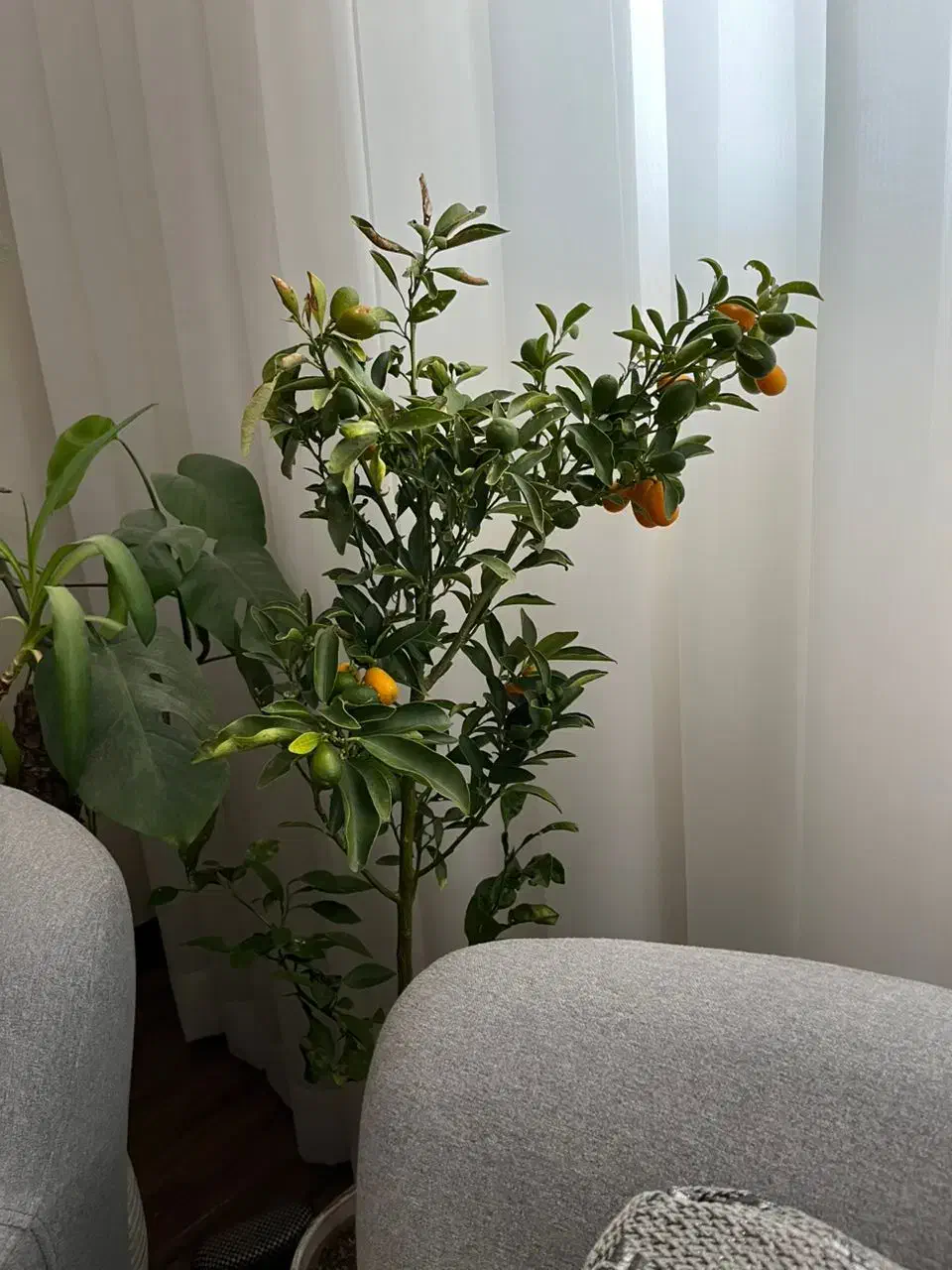 فروش نهال کامکوات|گل و گیاه طبیعی|بندر ماهشهر, |دیوار