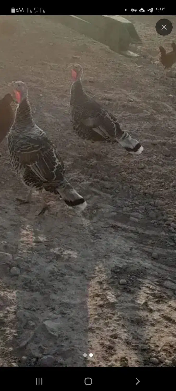 بوقلمون|حیوانات مزرعه|سرپل ذهاب, |دیوار