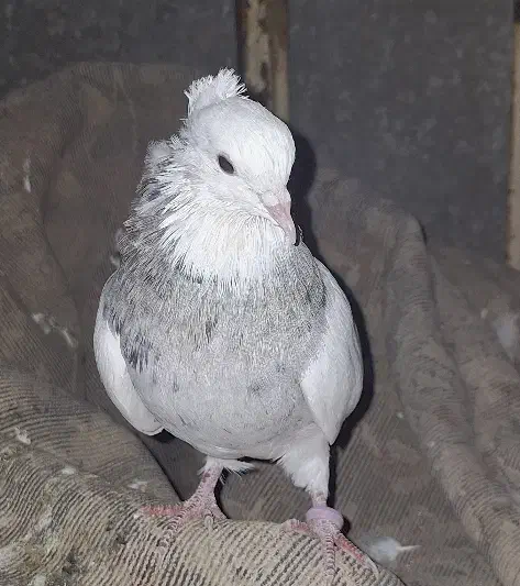 جوجه دو پری نر الماسی خال سیاه|پرنده|آبدانان, |دیوار