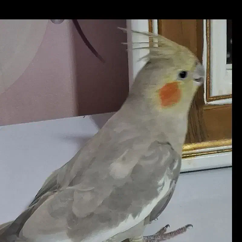 عروس هلندی|پرنده|هشتگرد, شهرک راه آهن|دیوار