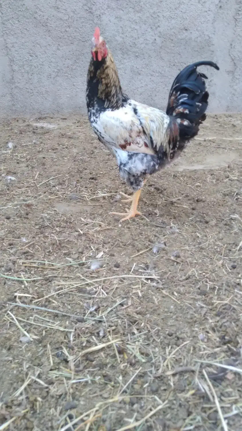 پنج خروس چاق و بزرگ|حیوانات مزرعه|سراب, |دیوار