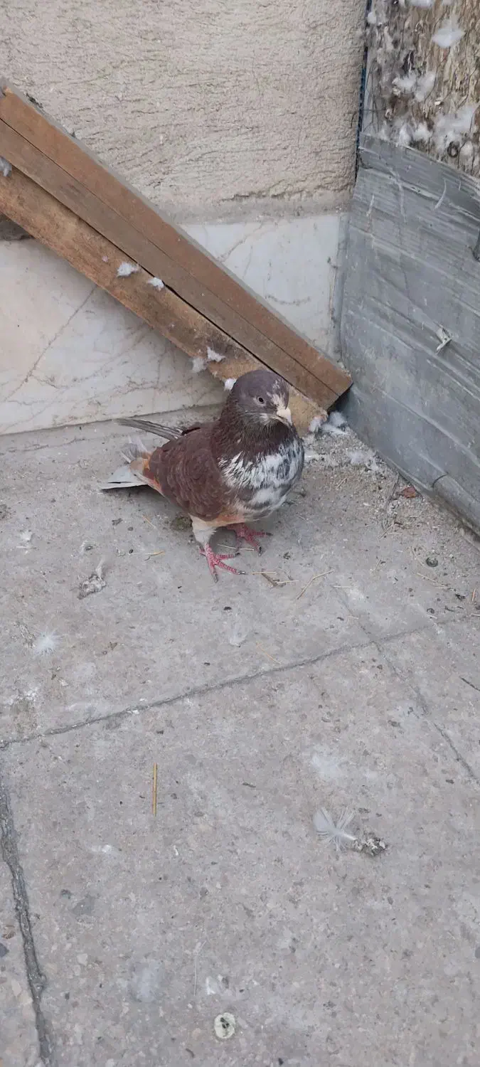 کبوتر غریبگیری|پرنده|تهران, شادآباد|دیوار