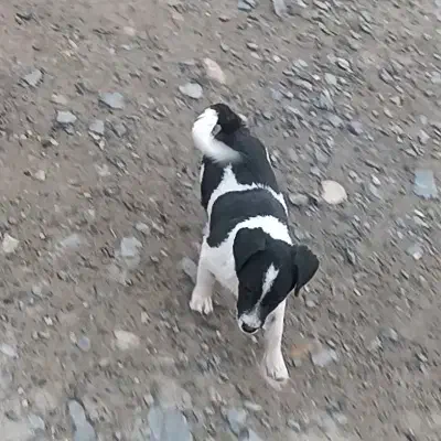 معاوضه با کبوتر|سگ|نقده, |دیوار