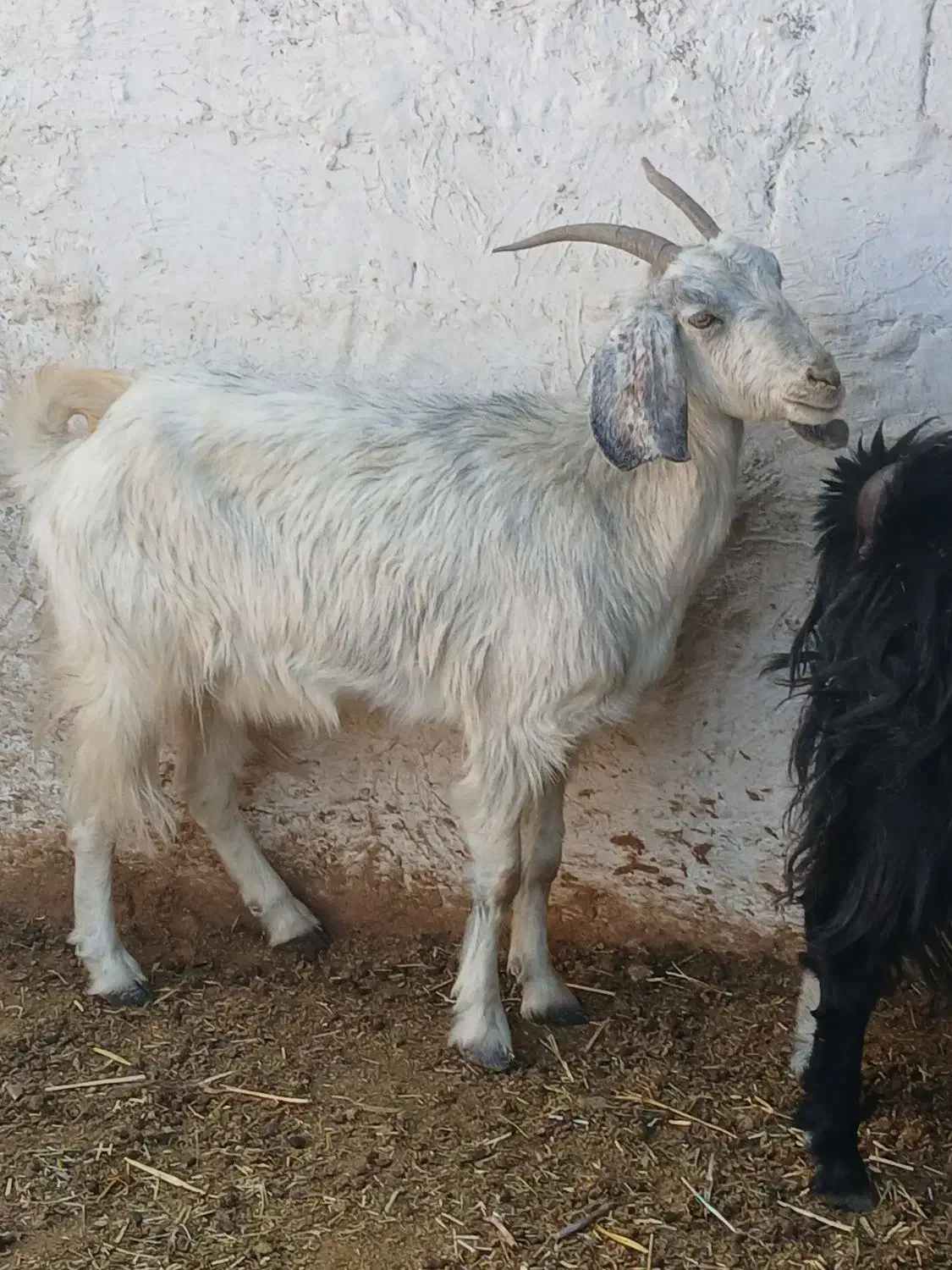 بز سرحال جوان دونه ای ۵۵۰۰|حیوانات مزرعه|مرودشت, مختارآباد|دیوار