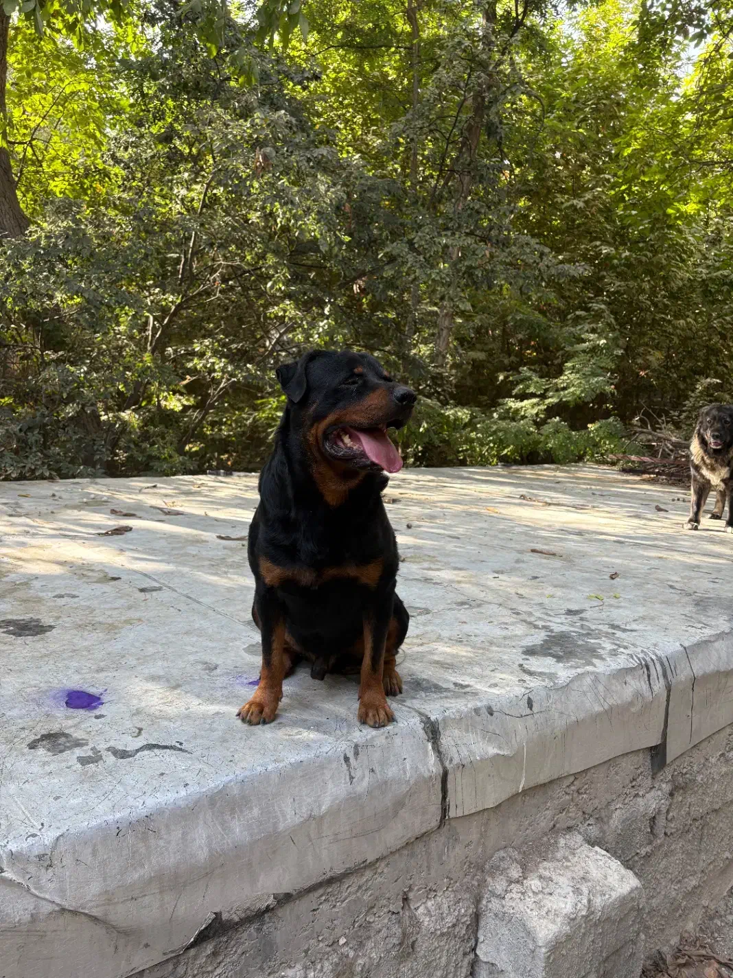 سگ روت|سگ|کوهسار (البرز), |دیوار