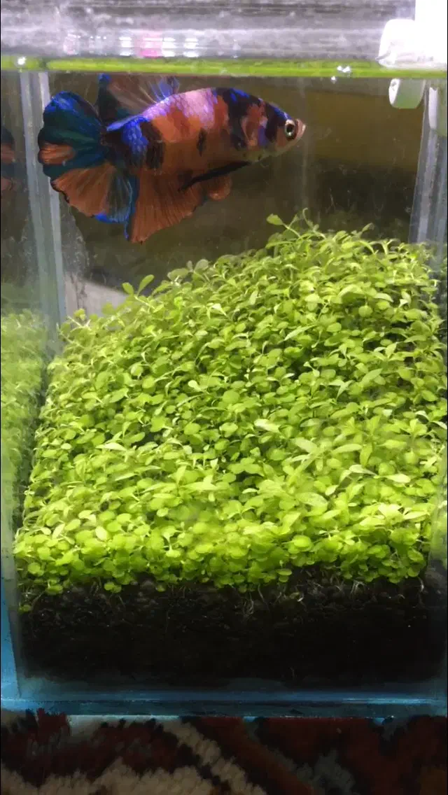 پلاکت کوی کندی جاینت|ماهی|تهران, دکتر هوشیار|دیوار