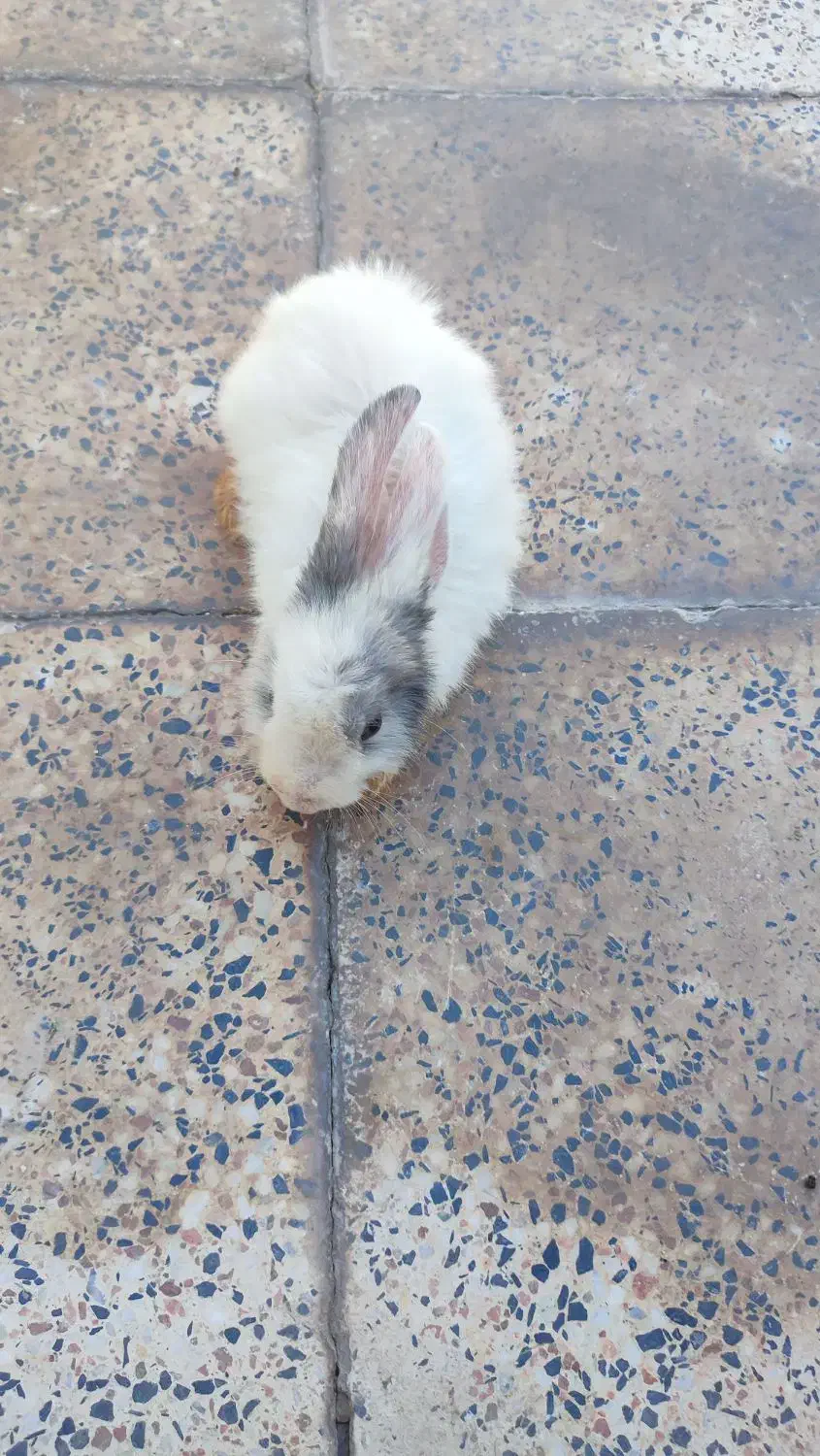 خرگوش لوپ|موش و خرگوش|سیرجان, |دیوار